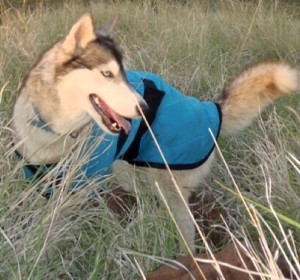 Dog Cool Coat size 61cm