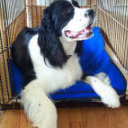Cooling Mats for Dogs and Cats